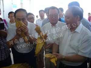 煙草局領(lǐng)導品鑒佰衡熱泵烤房烘烤的煙葉